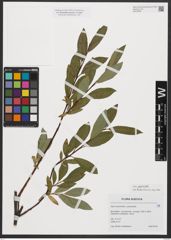 Foto von Salix phylicifolia L.